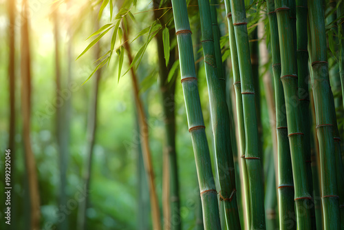 Lush green bamboo forest with morning sunlight, tropical bamboo stalks in dense jungle, serene zen nature background for wellness and spa