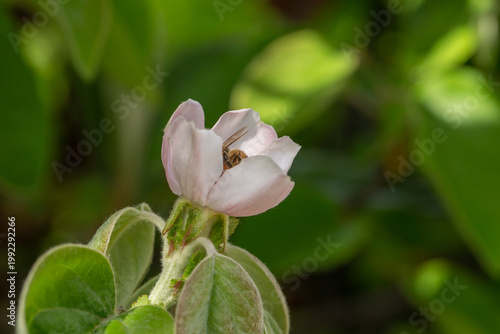 Honeybee collecting pollen from a delicate pink blossom. Close-up macro of pollination in spring, showing natural interaction between insect and flower in a soft green garden background.