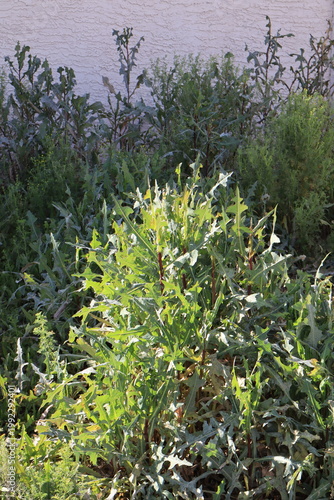 A cluster of dense Prickly Lettuce (Lactuca serriola), a common annual or biennial plant in the Aster family growing near stucco fence during warm Arizona winter