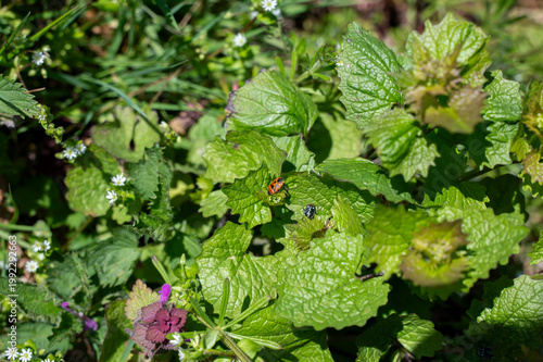 Two different bugs on green leaves