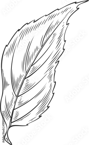 Chia plant leaf vector sketch, Salvia hispanica falling foliage, botanical engraved hand drawn organic superfood herb