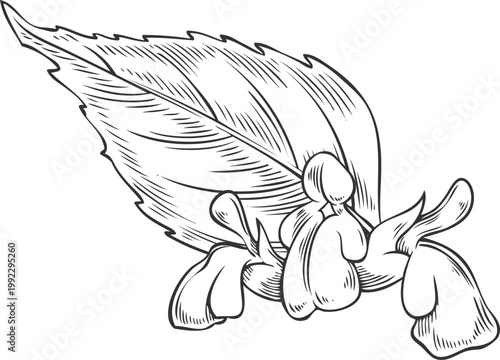 Chia plant, leaf with flowers vector sketch, Salvia hispanica, seasoning herb, hand drawn engraved superfood foliage