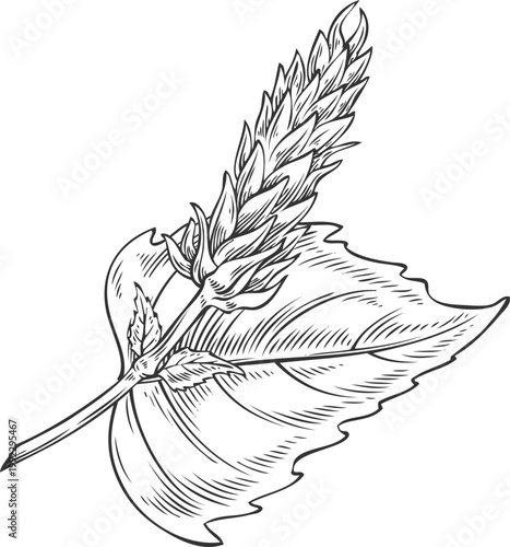 Chia plant vector engraved sketch, Salvia hispanica, condiment or flavoring grains, seeds, organic superfood foliage