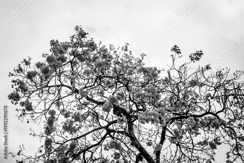 Trees of guayacán in flowering season (White and Black)