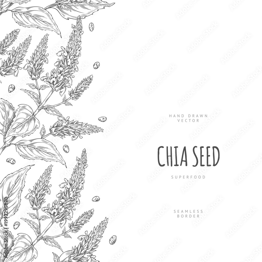 Naklejka premium Chia plant with flowers and seeds sketch, vector engraved hand drawn seamless border design, Salvia hispanica, superfood