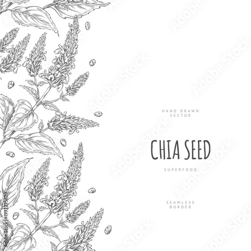 Chia plant with flowers and seeds sketch, vector engraved hand drawn seamless border design, Salvia hispanica, superfood