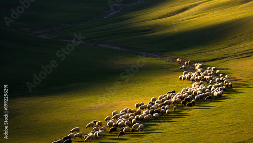 Bright sunshine bathes the verdant grasslands, where flocks of sheep graze peacefully. Captured with a professional telephoto lens.