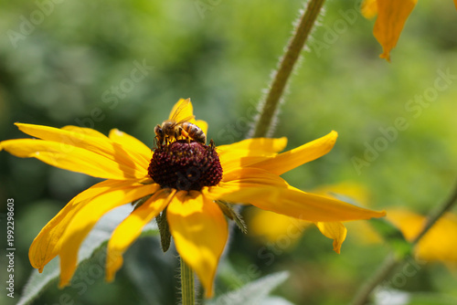 Bee collecting pollen on bright yellow flower