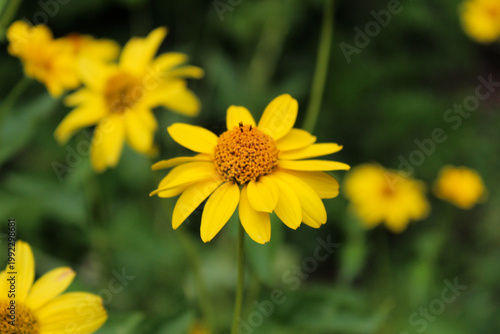 Single bright yellow flower head blooming against a blurred green background.