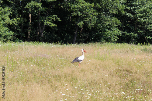 Majestic white stork standing in a wild summer field.