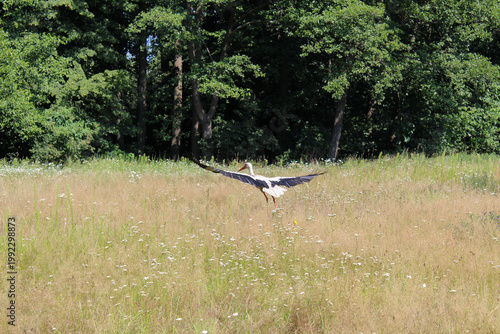Majestic white stork standing in a wild summer field.