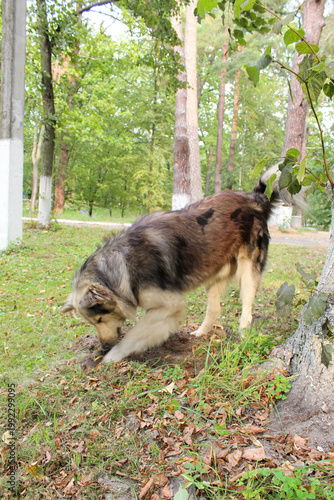 Beautiful fluffy dog playing and exploring