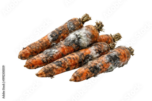 Fotografi Spoiled carrots covered with mold, illustrating food waste, decay, and improper