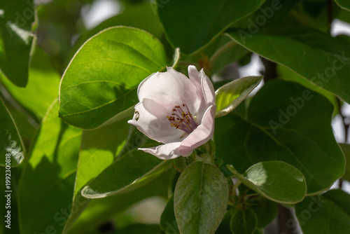 Delicate quince blossom in soft sunlight with green leaves. Close-up macro of spring flower showing gentle petals, natural texture, and fresh garden beauty in a vibrant outdoor setting.