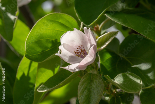 Delicate quince blossom in soft sunlight with green leaves. Close-up macro of spring flower showing gentle petals, natural texture, and fresh garden beauty in a vibrant outdoor setting.