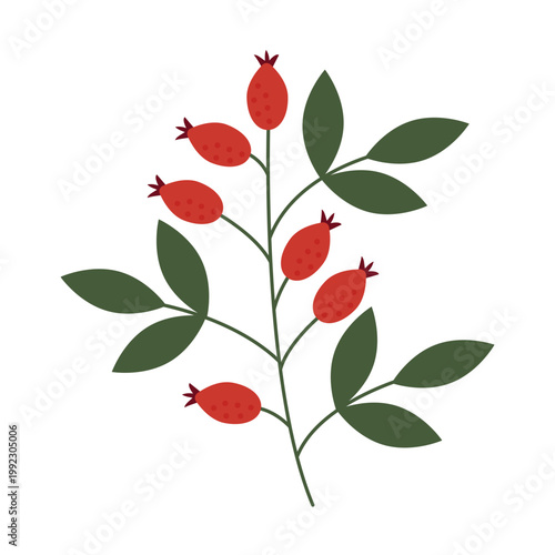 Rosehip branch. Vector illustration of a rosehip branch with red berries and green leaves. Minimalist botanical element isolated on white background for autumn design, herbal tea