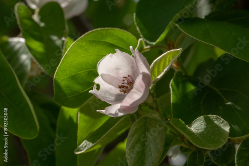 Delicate quince blossom in soft sunlight with green leaves. Close-up macro of spring flower showing gentle petals, natural texture, and fresh garden beauty in a vibrant outdoor setting.