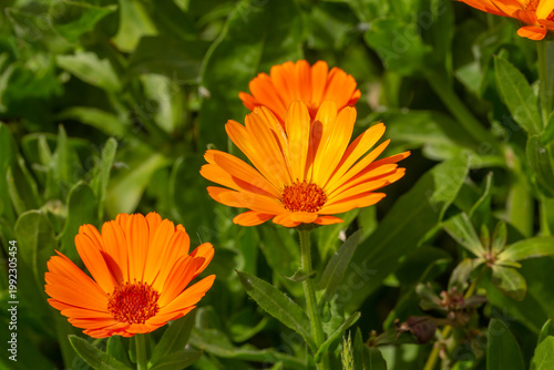 Bright orange calendula flowers blooming in sunlight. Close-up macro of vibrant petals and green leaves, showcasing natural beauty, garden freshness, and colorful spring floral detail.