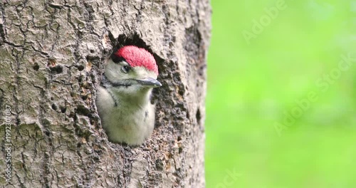 Great spotted woodpecker chick with red cap peering out from a tree cavity nest hole