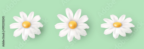 Three daisies on a green background. White spring and summer flowers. Design elements. Vector EPS 10.