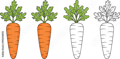 Vector illustration of carrots in progression from fully colored to outline for coloring and educational design