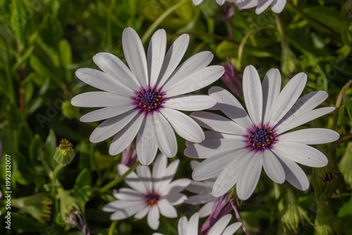 Close-up of white Cape Daisy flowers (Osteospermum) with purple centers blooming in a garden. Beautiful spring floral background with vibrant petals and green leaves in soft natural light.