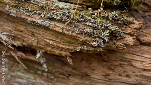Canvas Print Moss and lichen on decaying tree trunk in forest macro texture