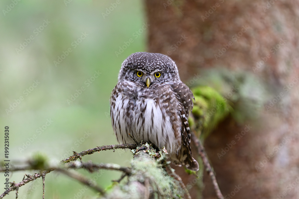 Fototapeta premium Eurasian pygmy owl (Glaucidium passerinum)