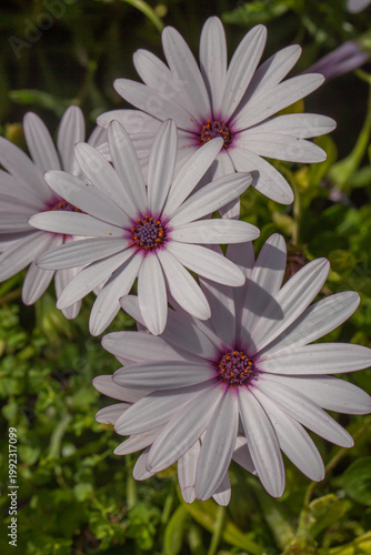 Close-up of white Cape Daisy flowers (Osteospermum) with purple centers blooming in a garden. Beautiful spring floral background with vibrant petals and green leaves in soft natural light.
