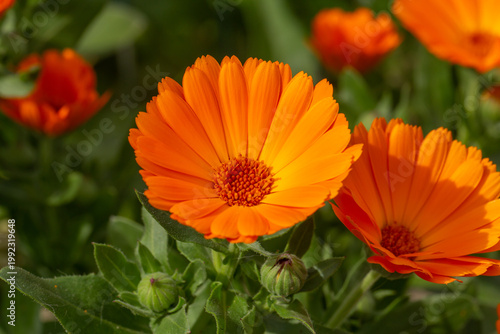 Bright orange calendula flowers blooming in sunlight. Close-up macro of vibrant petals and green leaves, showcasing natural beauty, garden freshness, and colorful spring floral detail.