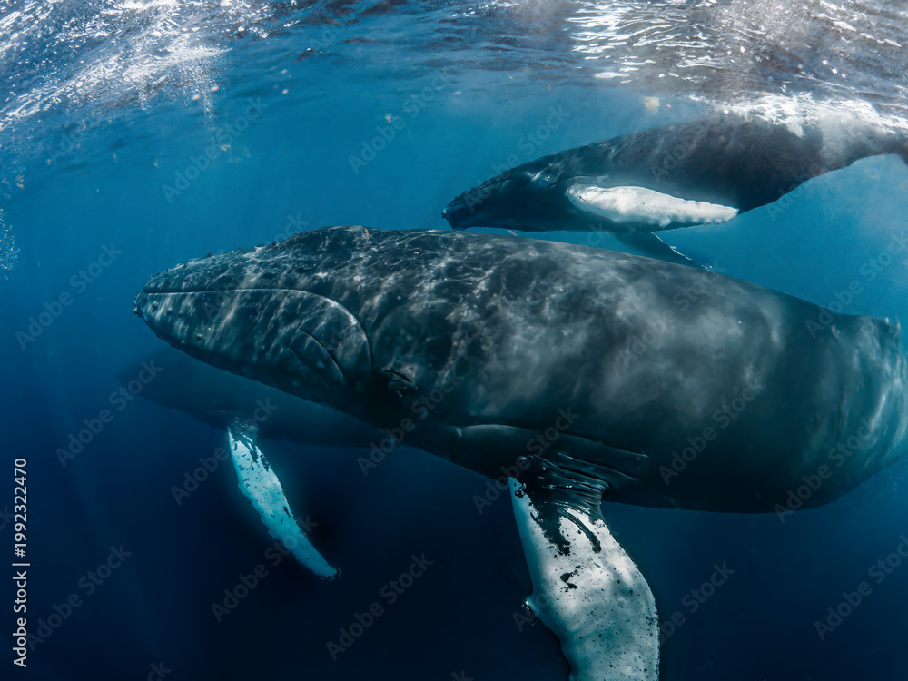 Naklejka premium Humpback whales