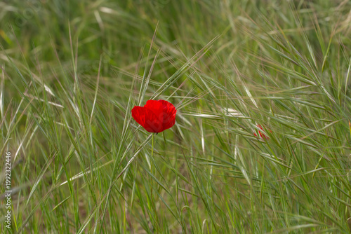 A vibrant red poppy flower blooming amidst tall green wild grass in a sunny field. Beautiful spring nature scene with a single bright wildflower, soft natural lighting, and blurred bokeh.