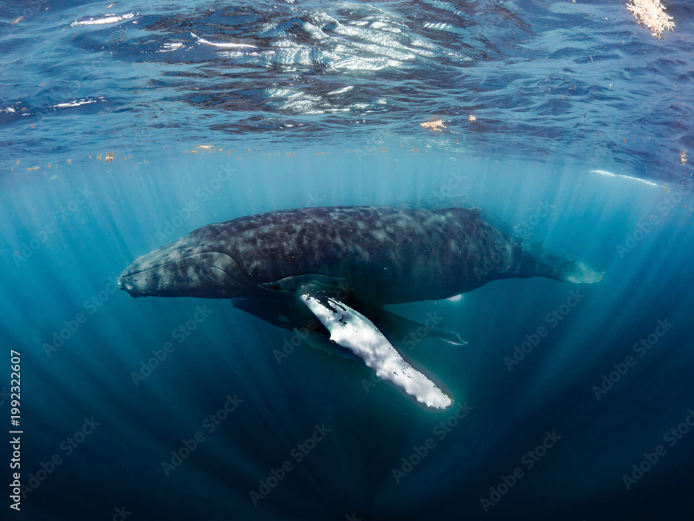 Naklejka premium Humpback whales