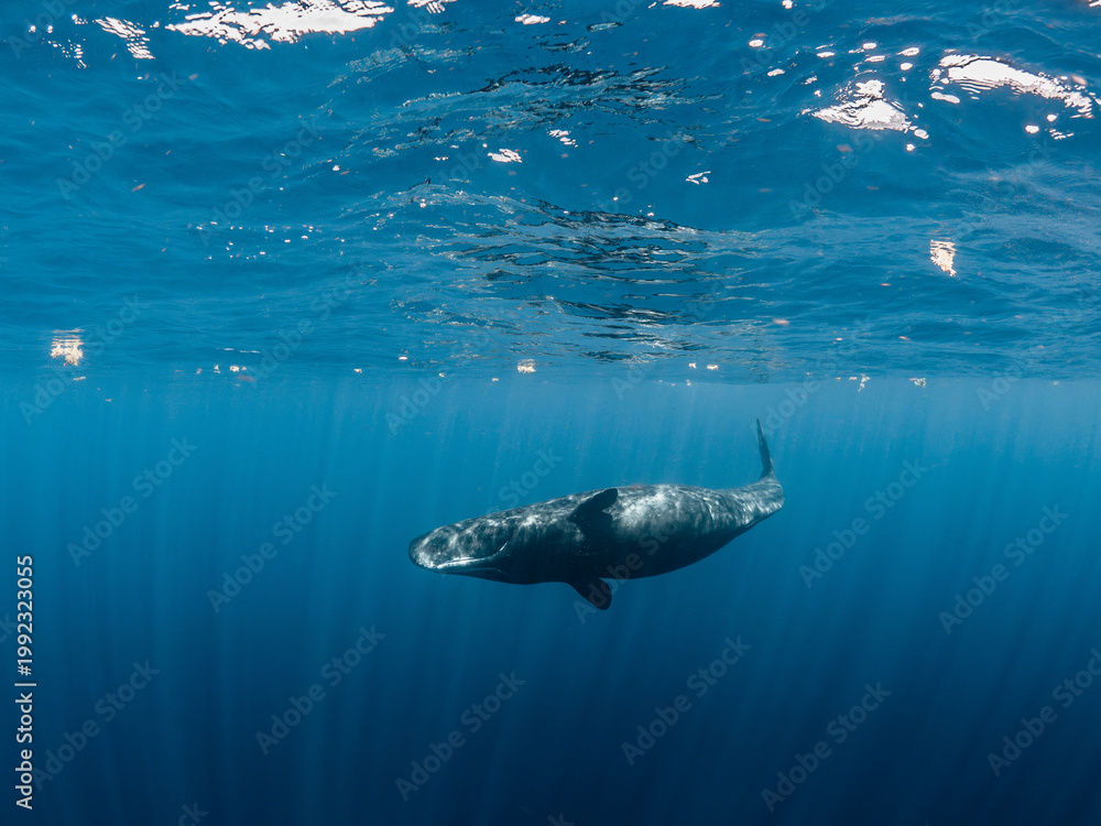 Fototapeta premium Sperm whale