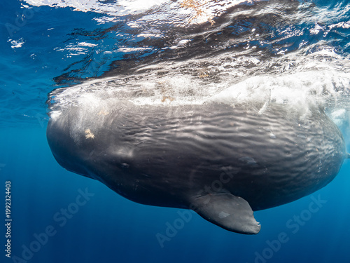 Sperm whale