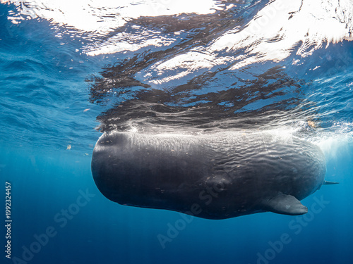Sperm whale
