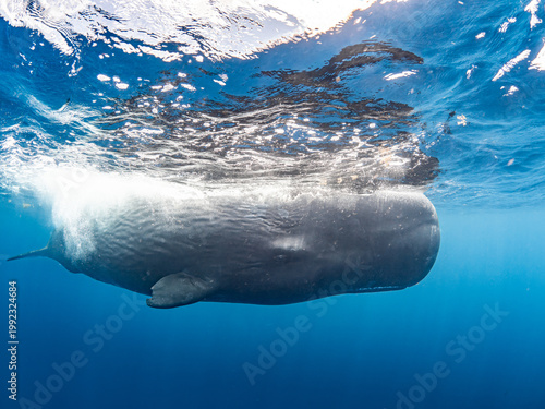 Sperm whale
