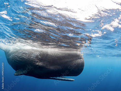 Sperm whale with open mouth