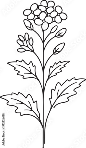 Blooming Mustard Plant Minimal Line Art Vector Illustration for Agriculture Farming and Botanical Design