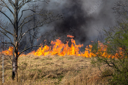 A large grass fire burns across a dry field in the Kaliningrad region, sending dense black smoke into the sky. The blaze spreads rapidly through dry vegetation.