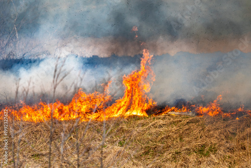 Bild auf Leinwand A large grass fire burns across a dry field in the Kaliningrad region, sending dense black smoke into the sky