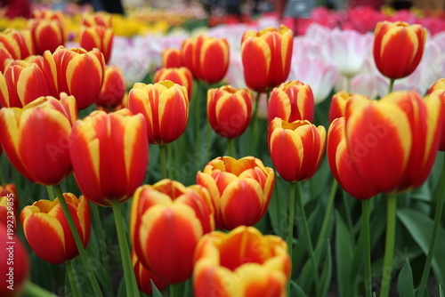 Valokuva tulip denmark in keukenhof garden in lisse, the netherlands