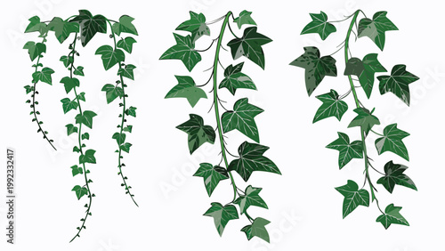 Vector illustration of hanging ivy plant vines with lush green leaves botanical decoration climbing
