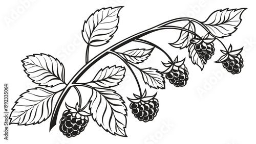 Vector illustration of a raspberry branch with berries raspberry botanical illustration vegetarian