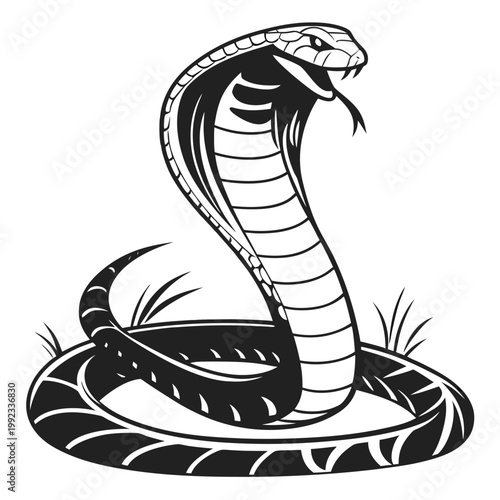 Vector illustration of a king cobra snake in a coiled position with its hood flared and tongue out, predator