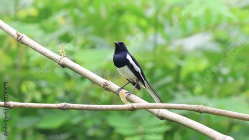 Male Oriental magpie robin on a branch.this 4k footage was taken from Bangladesh.