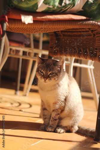 Curious Blue-Eyed Cat Gazing Upward in Warm Light