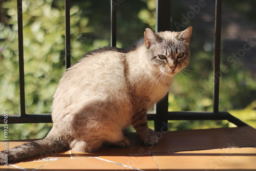 Lynx Point Cat Resting in Sunlight on a Balcony