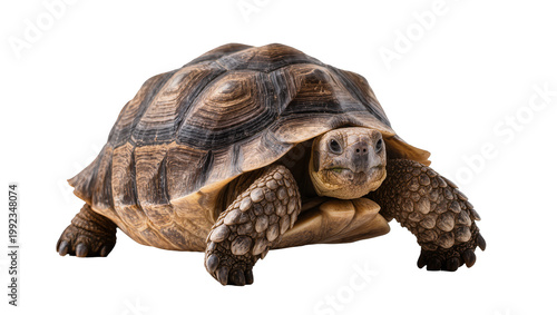 Fotografie Isolated African spurred tortoise (Sulcata) looking forward, full body studio sh