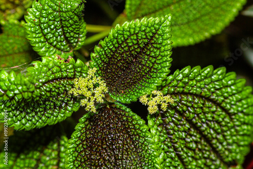 Obraz na plátně Flowers from the Pilea mollis plant macro closeup